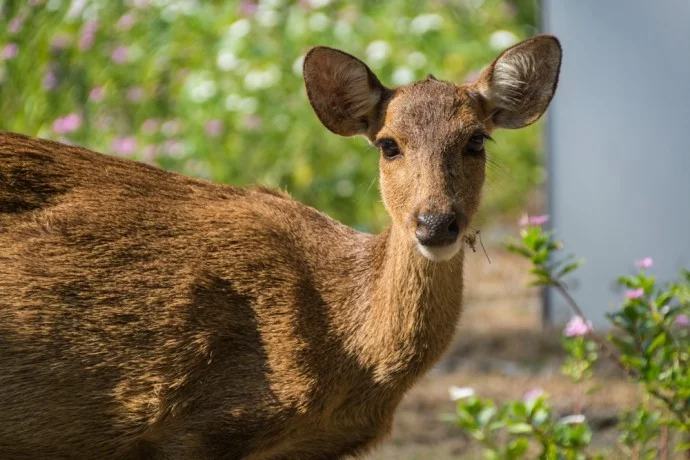 deer koh kradat