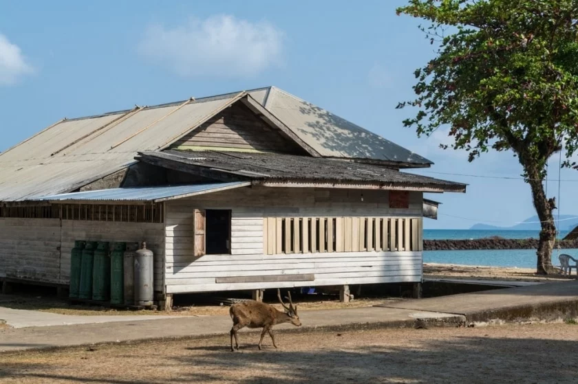 house island deer koh kradat