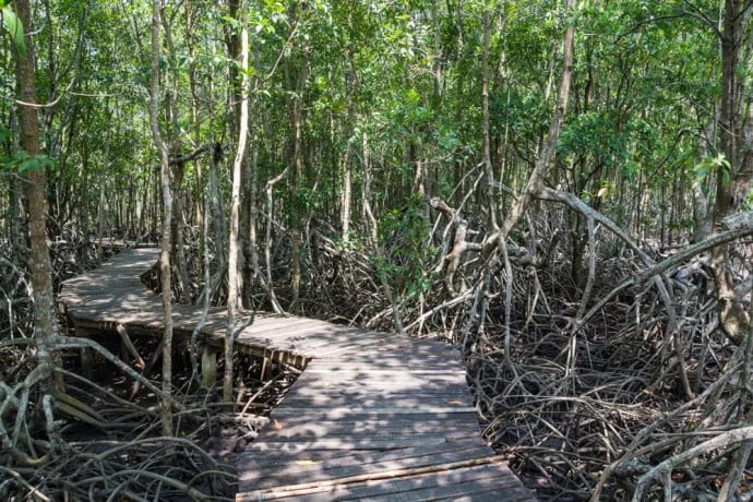 mangrove trat thailand