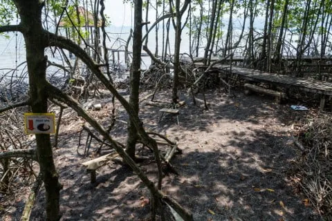 mangrove trat black beach thailand
