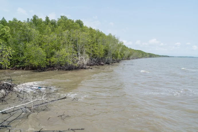 mangrove trat black beach thailand