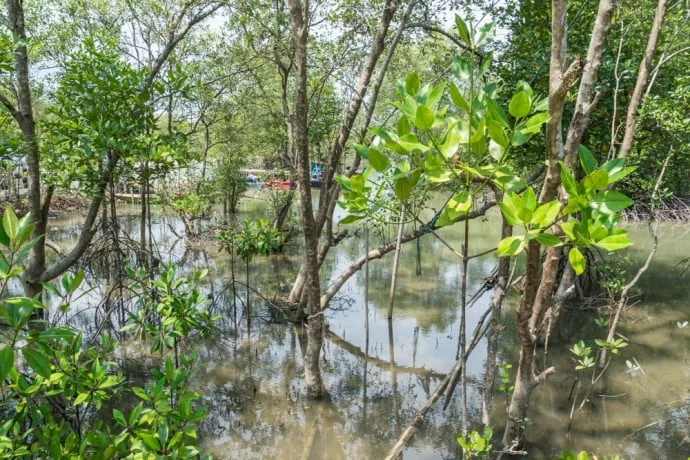 mangrove trat thailand