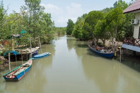 mangrove trat thailand