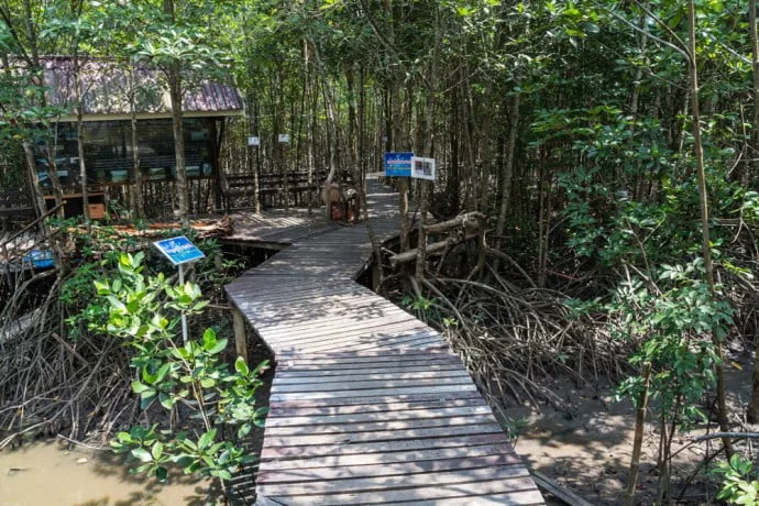 mangrove trat thailand