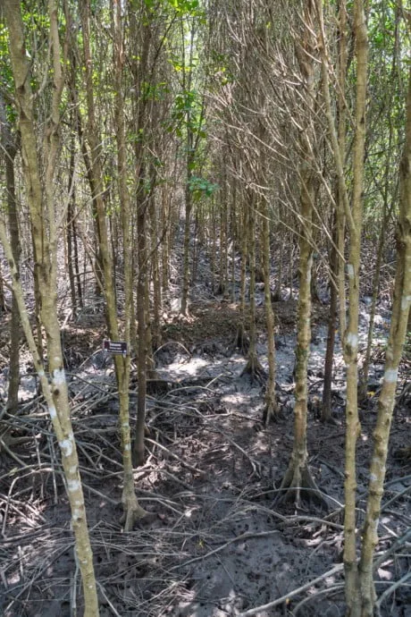 mangrove trat thailand