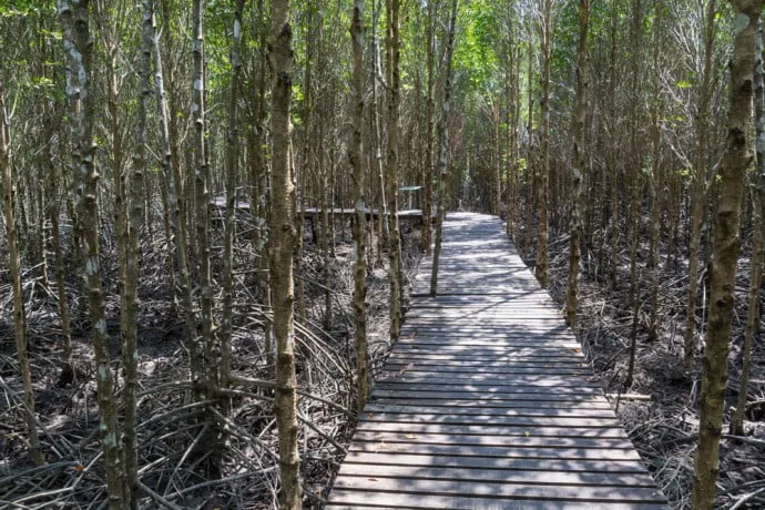 mangrove trat thailand