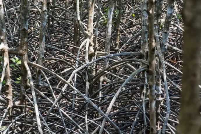 mangrove trat thailand