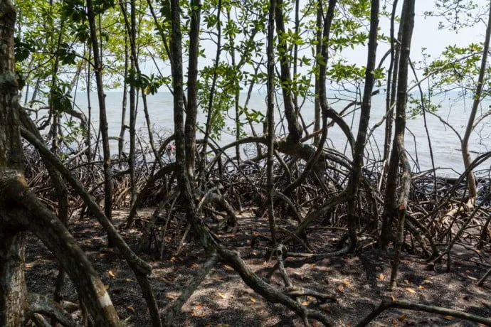 mangrove trat thailand