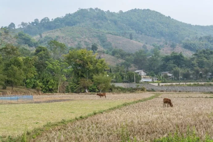 village karen elephant baan ruammit