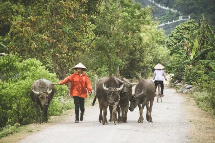 tam coc - ninh binh - Vietnam
