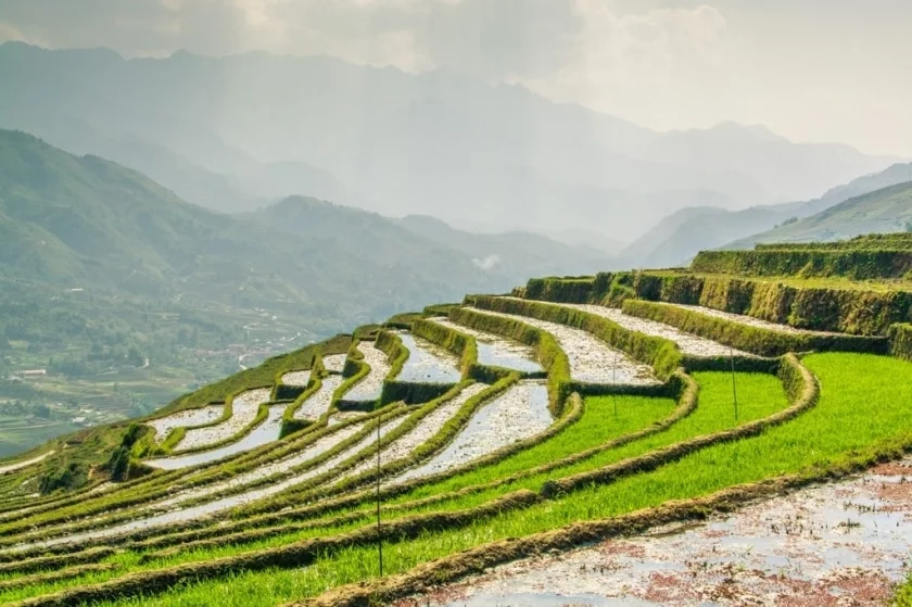 rice fields hau thao sapa vietnam