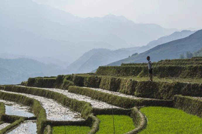 rice fields hau thao sapa vietnam