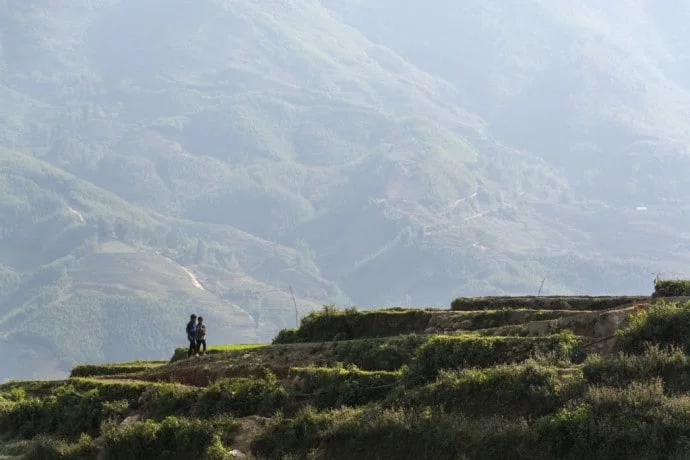 rice fields hau thao sapa vietnam