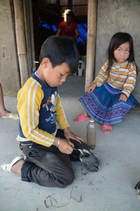 hmong children hau thao sapa vietnam