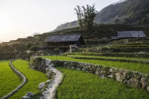 rice fields hmong village hau thao sapa vietnam