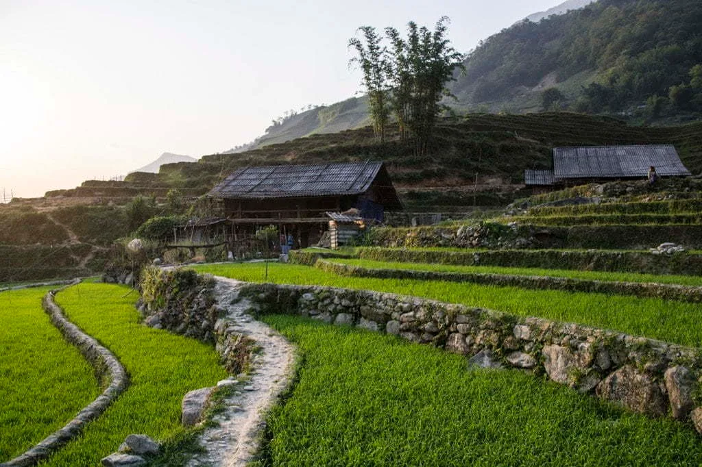 rice fields hmong village hau thao sapa vietnam