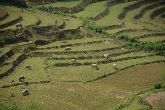 rice fields north Vietnam - Bac Ha - Vinh Quang