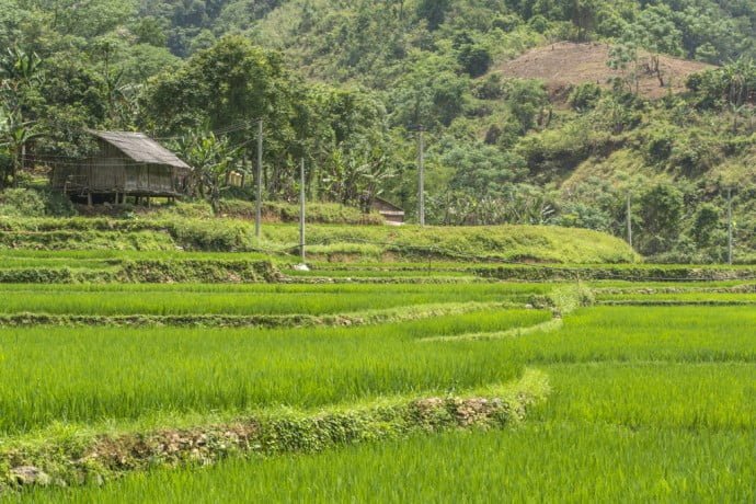 moto nord Vietnam - riziere pres de Bao Lac