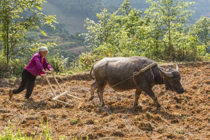 moto nord Vietnam - buffle au champs entre Bao Lac et Cao Bang