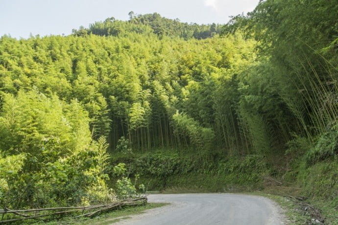 moto nord Vietnam - foret bambous entre Bao Lac et Cao Bang