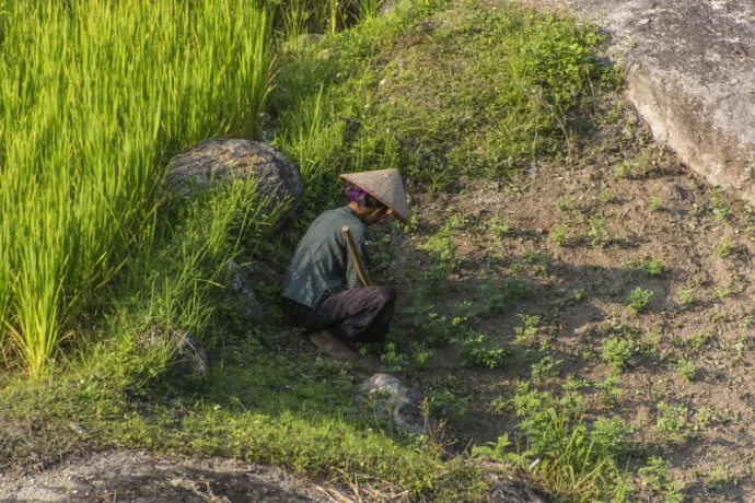 rice fields north Vietnam - road between Vinh Quang and Ha Giang