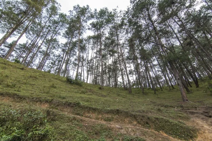 motorbike north Vietnam - forest between Ha Giang and Dong Van