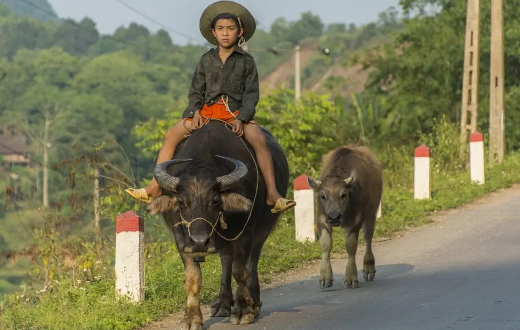 moto nord Vietnam - enfant et ses buffles - Cao Bang