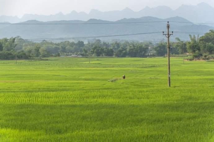 moto nord Vietnam - rizieres Cao Bang