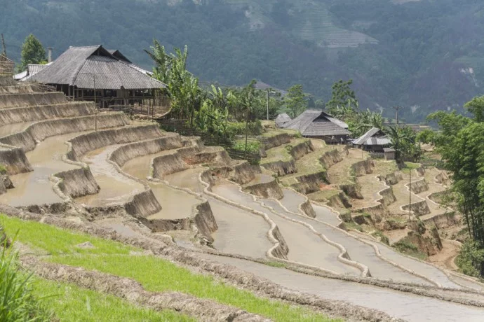 rice fields north Vietnam - road between Vinh Quang and Ha Giang