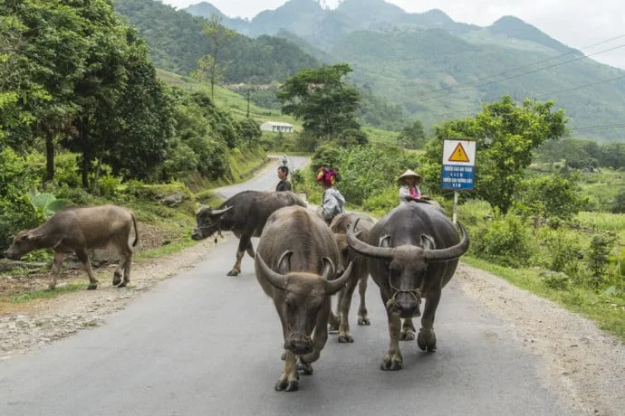 motorbike north Vietnam - buffaloes between Ha Giang and Dong Van