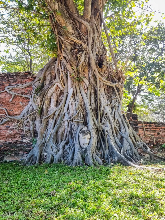 tree roots around buddha head wat mahathat ayutthaya