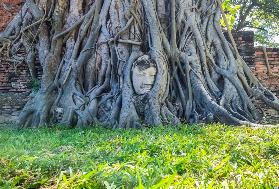 tete bouddha incruste arbre wat mahathat ayutthaya