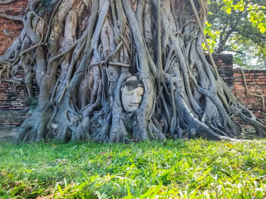 buddha head encrusted tree wat mahathat ayutthaya