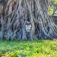 tete bouddha incruste arbre wat mahathat ayutthaya