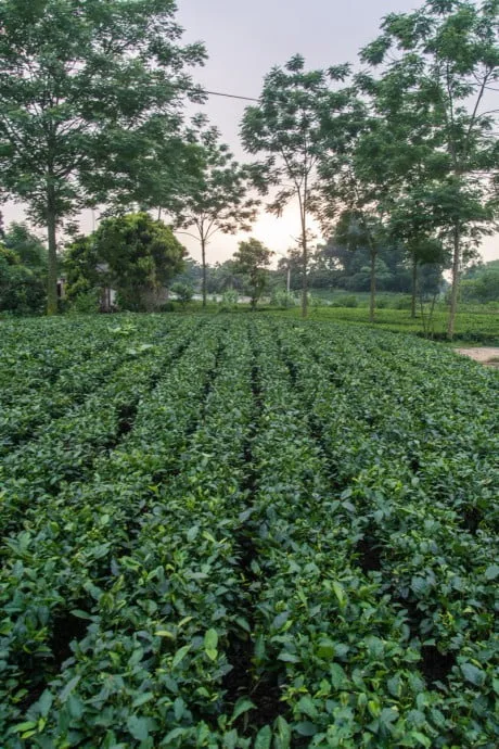 Thai Nguyen tea plantations