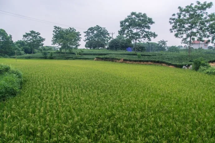 Thai Nguyen tea and rice plantations