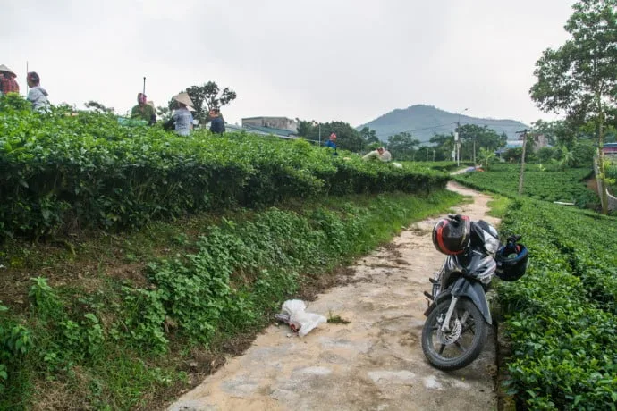 Thai Nguyen tea plantations