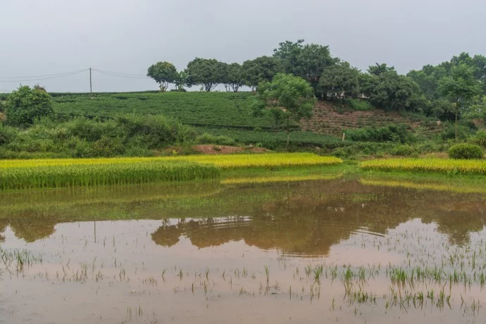 Thai Nguyen tea plantations