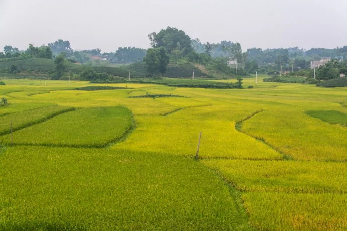 Thai Nguyen tea and rice plantations