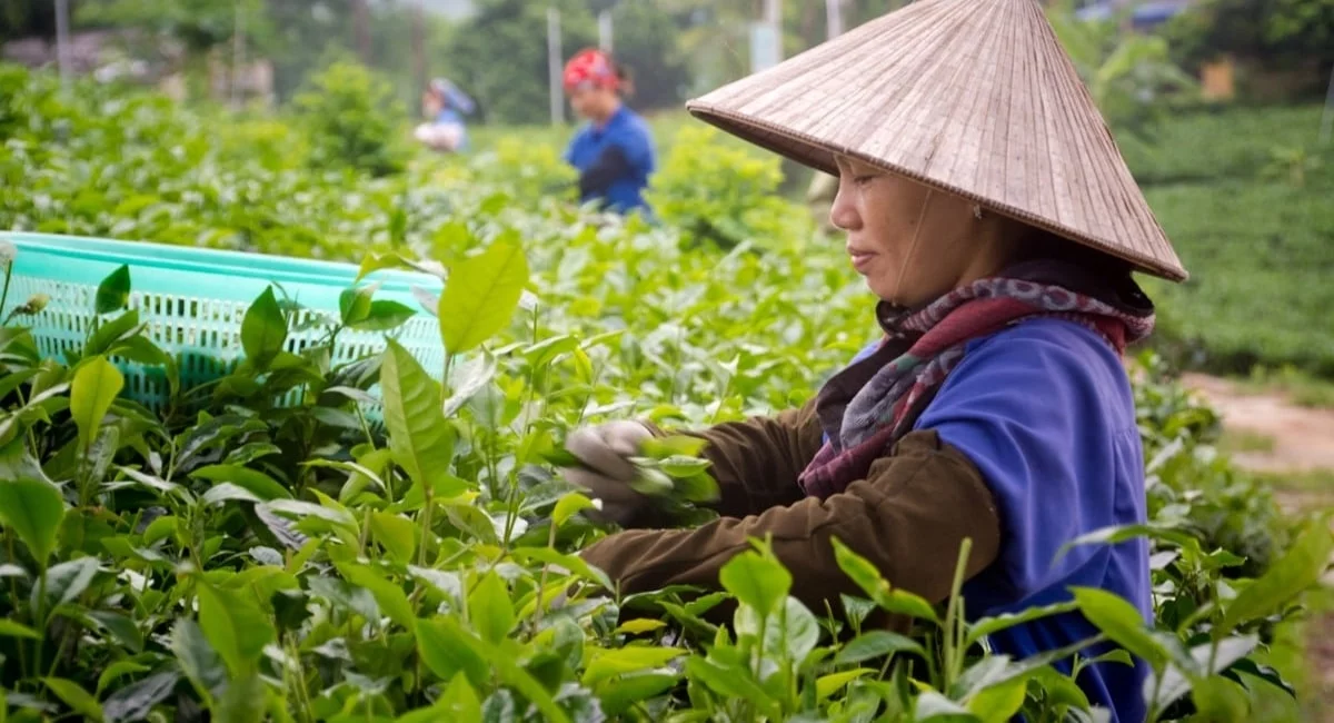 ceuilleuses plantations thé Thai Nguyen