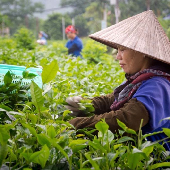 Les plantations de thés de Thai Nguyen