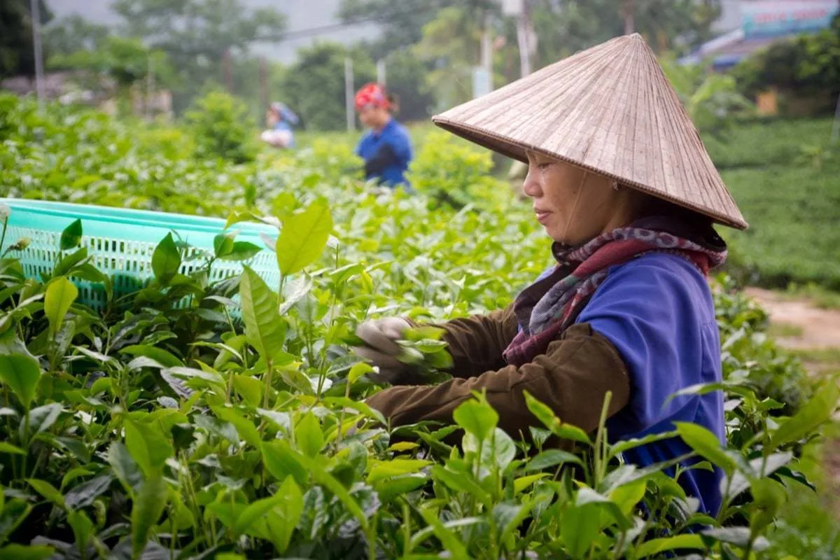 pickers Thai Nguyen tea plantations