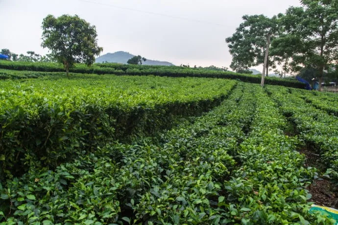 Thai Nguyen tea plantations