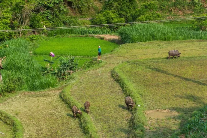 rice fields between Cao Bang - Bac Son - north Vietnam