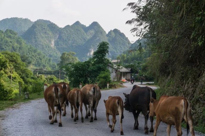 buffaloes Lang Son province - north Vietnam