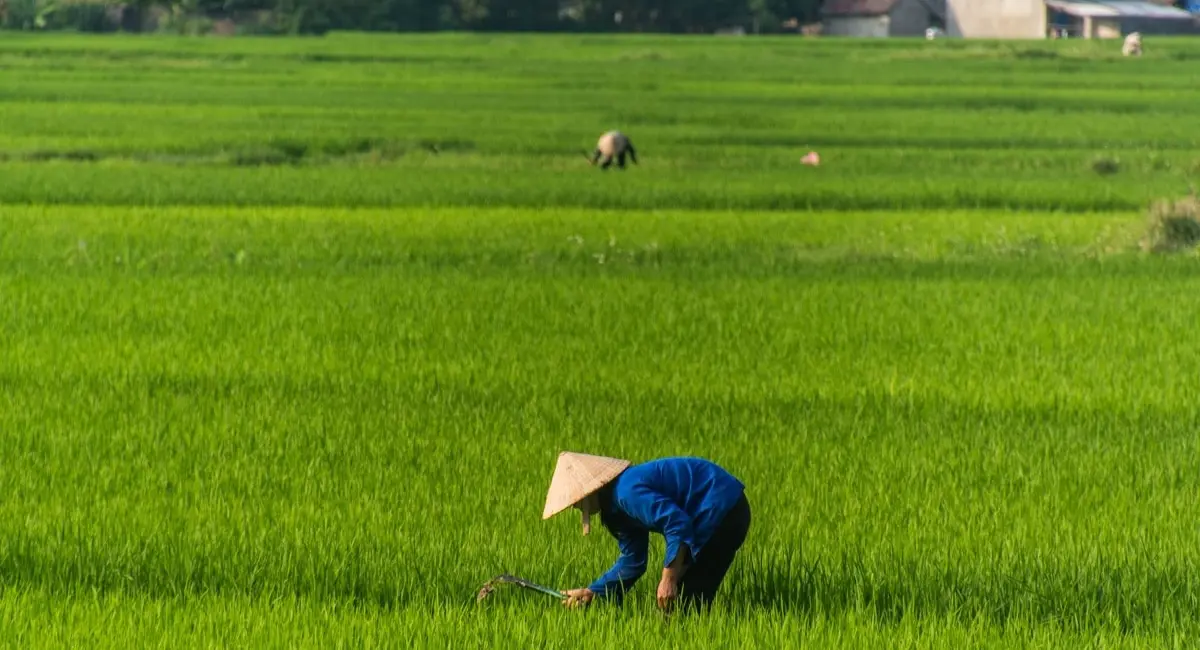rizières entre Cao Bang - Bac Son - nord Vietnam