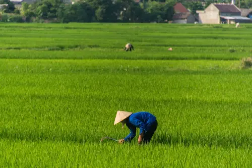 rice fields between Cao Bang - Bac Son - north Vietnam