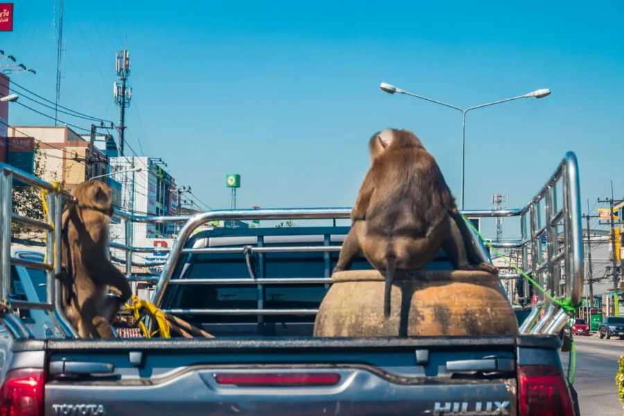 funny scene road thailand monkey pickup