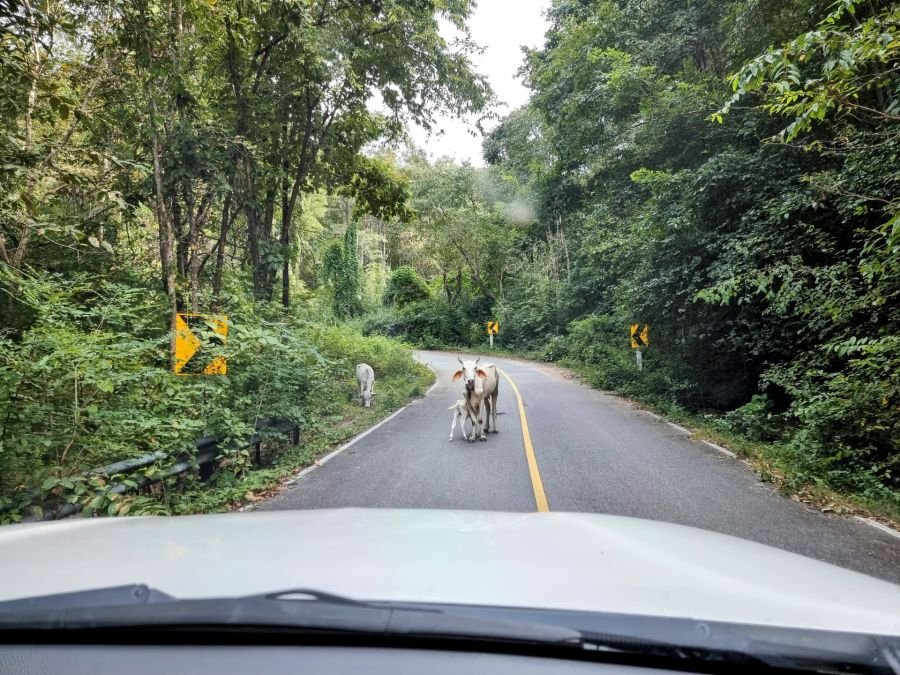 vaches traversant sur les routes de thailande