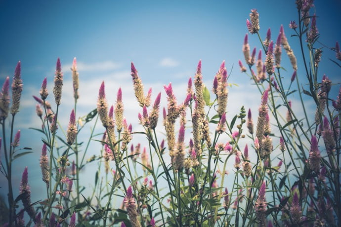 Kamphaeng Phet province